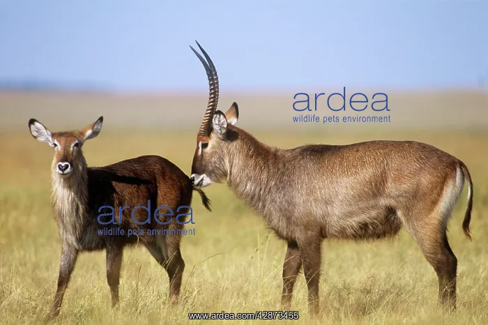  : Defassa Waterbuck - male waterbuck testing a female's