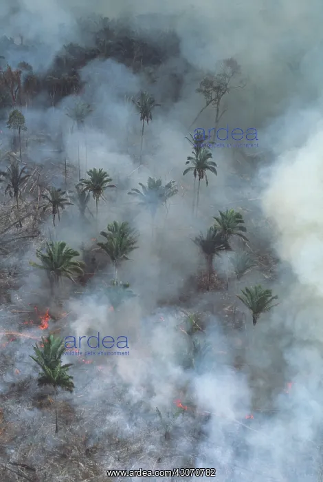 : Deforestation : Deforestation