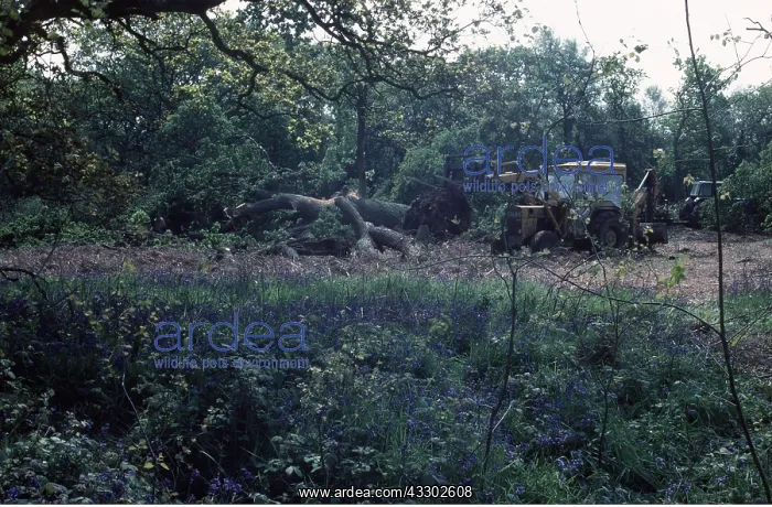 : DEFORESTATION - of bluebell wood, Clearing ancient : DEFORESTATION - of bluebell wood, Clearing ancient