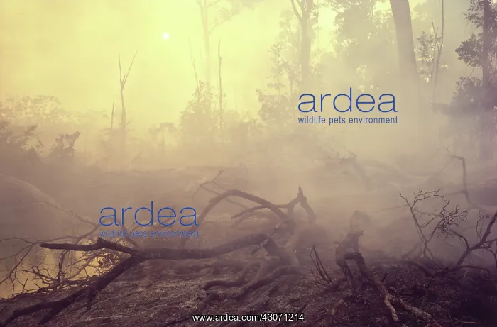 : Deforestation in Brazil : Deforestation in Brazil