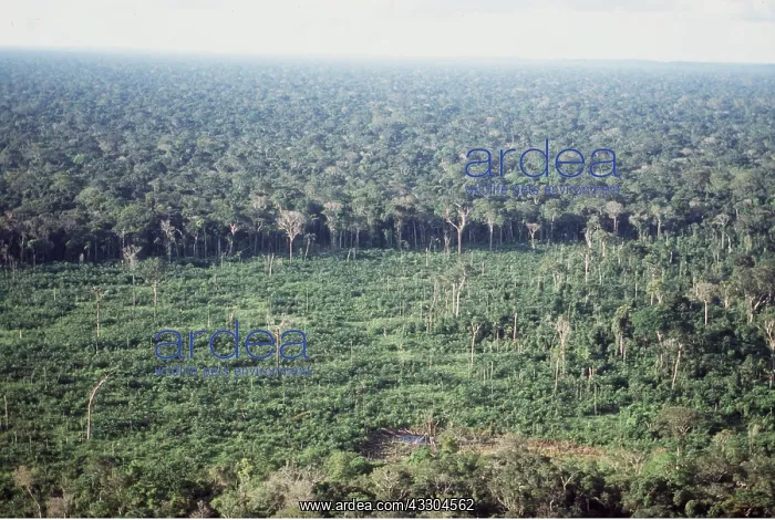 : Deforestation - Cattle ranching in Amazon - Cleared : Deforestation - Cattle ranching in Amazon - Cleared