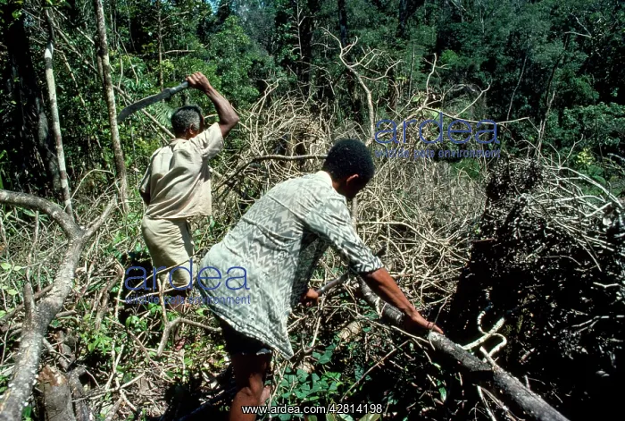 : Deforestation - clearing primary forest for cloves : Deforestation - clearing primary forest for cloves