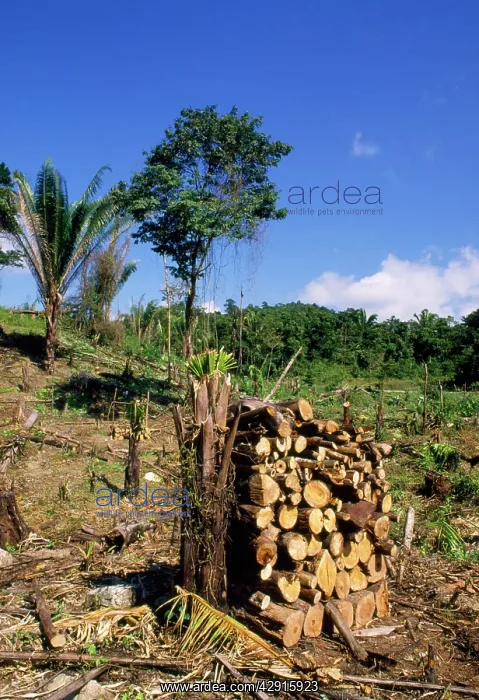  : Deforestation - clearing rainforest
