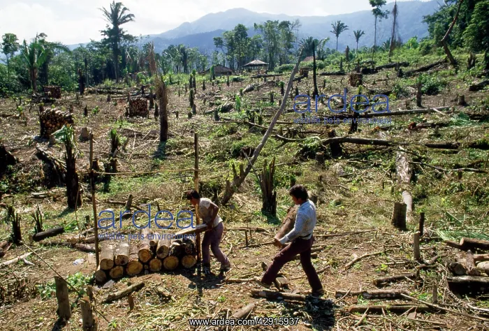 : Deforestation - clearing rainforest : Deforestation - clearing rainforest