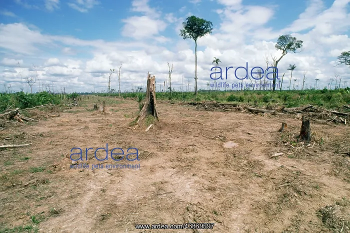 : Deforestation - clearing rainforest for cattle ranching : Deforestation - clearing rainforest for cattle ranching