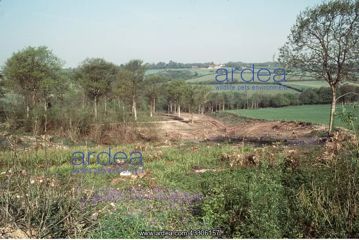 : Deforestation of Coppice - destroyed to increase farmland : Deforestation of Coppice - destroyed to increase farmland
