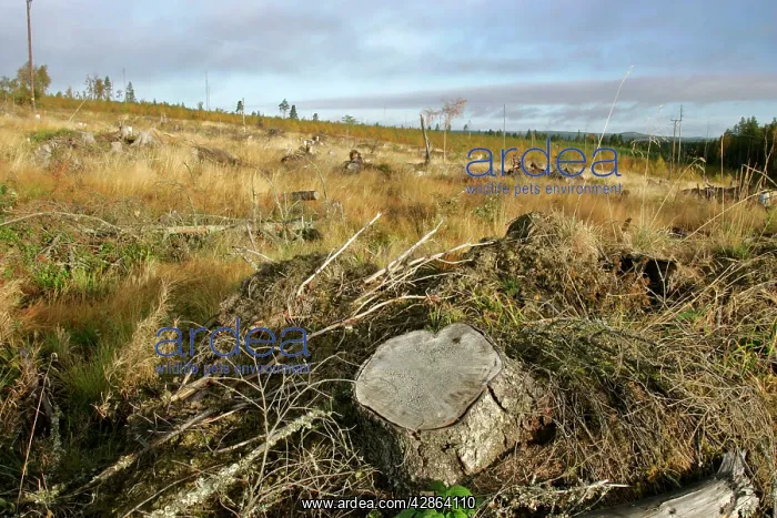 : Deforestation - destroyed timber forest after mechanical : Deforestation - destroyed timber forest after mechanical