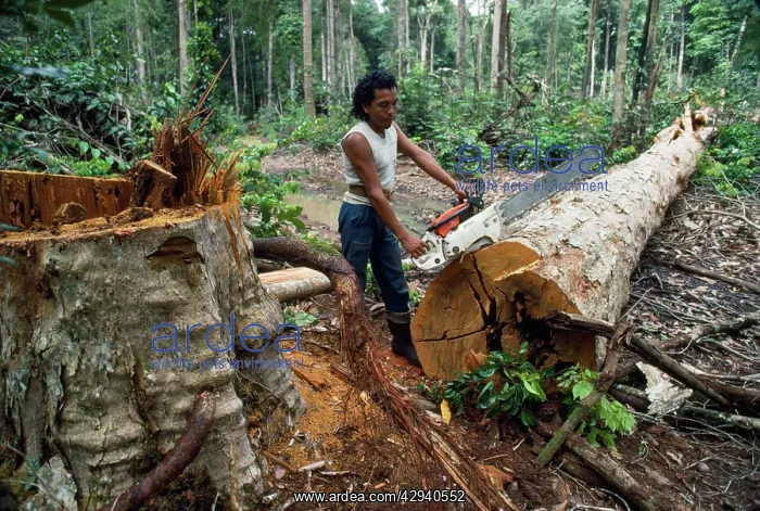 : Deforestation - felling Greenheart : Deforestation - felling Greenheart