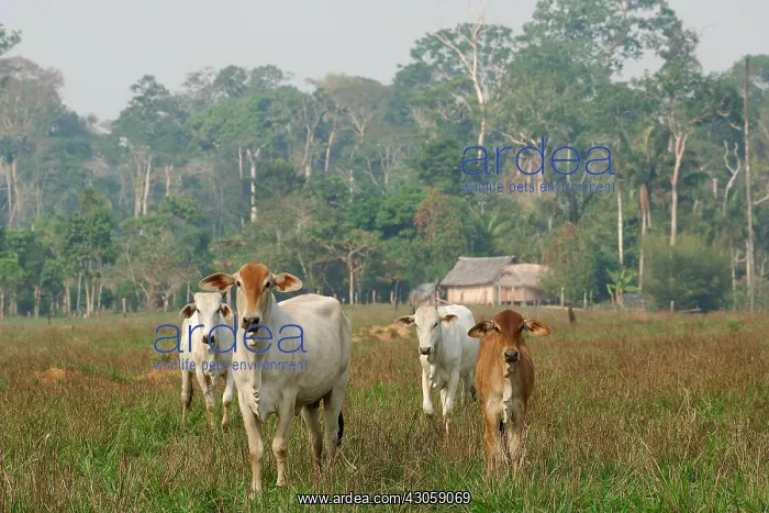  : Deforestation of the forest amazonienne for animal husbandry
