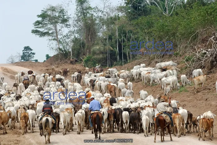 : Deforestation of the forest amazonienne for animal husbandry : Deforestation of the forest amazonienne for animal husbandry