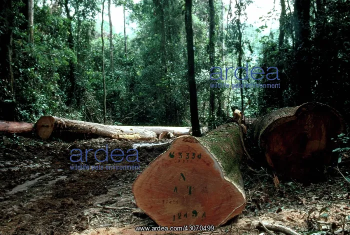 : Deforestation in the Ivory Coast : Deforestation in the Ivory Coast