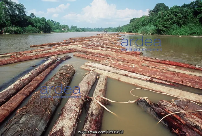 : DEFORESTATION - Log train on Kinabatangan River : DEFORESTATION - Log train on Kinabatangan River