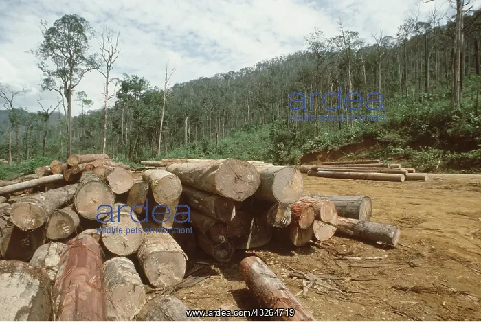 : DEFORESTATION - Logging : DEFORESTATION - Logging