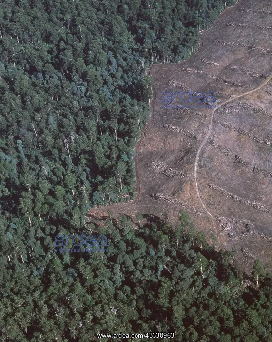 : DEFORESTATION - Native Eucalyptus forest cleared : DEFORESTATION - Native Eucalyptus forest cleared