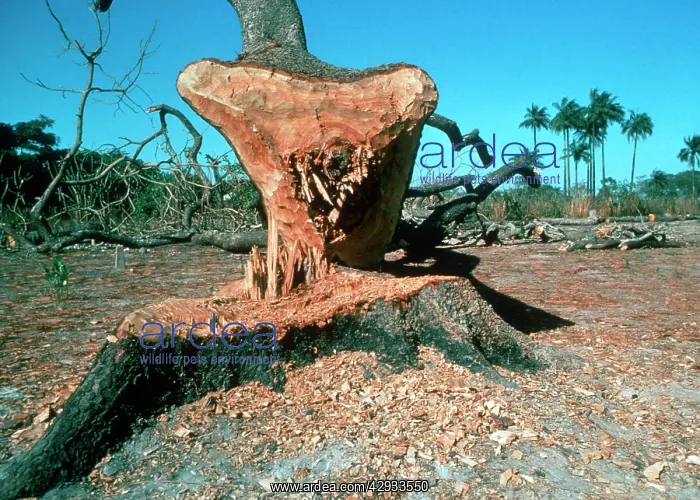 : Deforestation - Newly cut tree near Banjul : Deforestation - Newly cut tree near Banjul