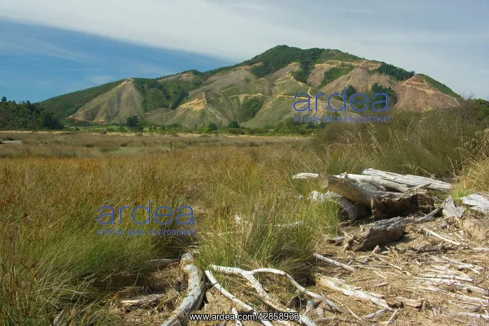 : Deforestation - radical felling of timber plantations : Deforestation - radical felling of timber plantations