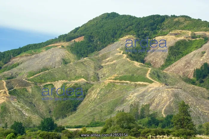 : Deforestation - radical felling of timber plantations : Deforestation - radical felling of timber plantations