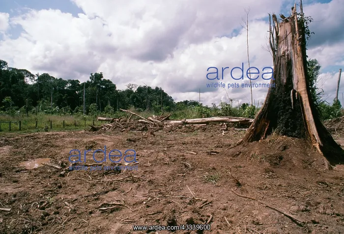  : Deforestation - Rainforest cleared for Cattle ranching