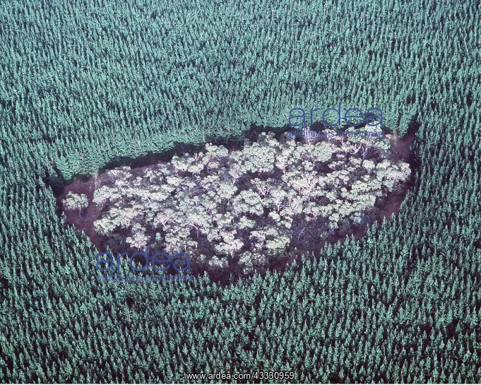 : DEFORESTATION - remnant island of native Eucalyptus : DEFORESTATION - remnant island of native Eucalyptus