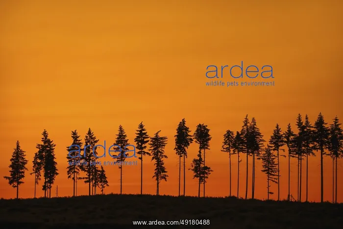 : Deforestation showing few remaining spruce trees in coniferous clearcut forest : Deforestation showing few remaining spruce trees in coniferous clearcut forest