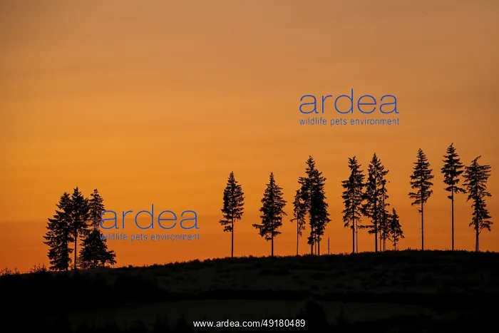 : Deforestation showing few remaining spruce trees in coniferous clearcut forest : Deforestation showing few remaining spruce trees in coniferous clearcut forest