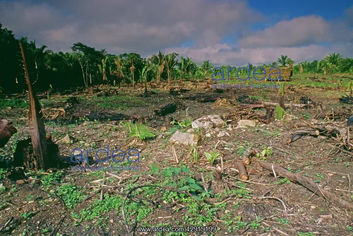  : DEFORESTATION - Slash and Burn, fire damage forest