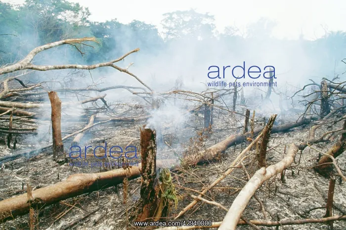 : Deforestation - Slash & burn Gola rainforest : Deforestation - Slash & burn Gola rainforest