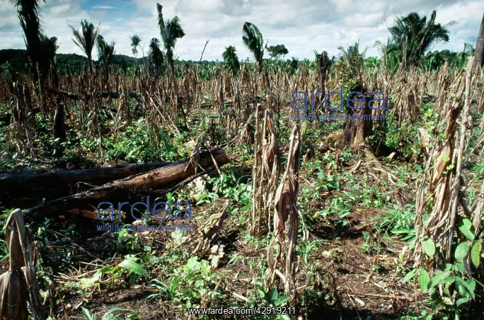 : DEFORESTATION - Slash & burn with secondary growth : DEFORESTATION - Slash & burn with secondary growth