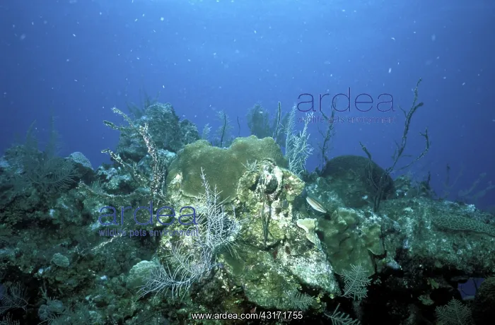  : Degraded coral reef