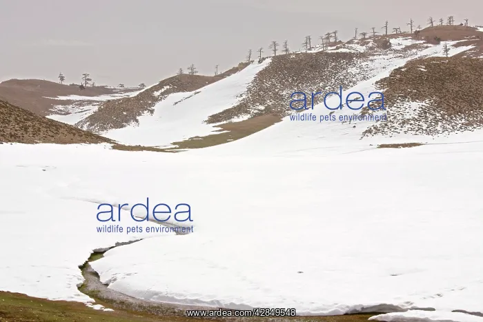  : Degraded remnant of Atlas Cedar forest in winter snow