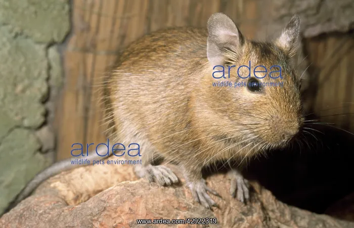  : Degu (Octodon sp.). South America