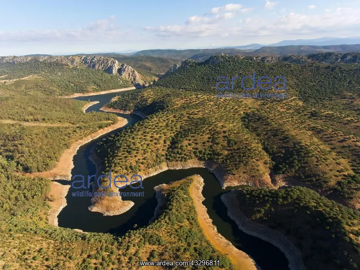 : Dehesa, holm oak forest with river, drone shot : Dehesa, holm oak forest with river, drone shot