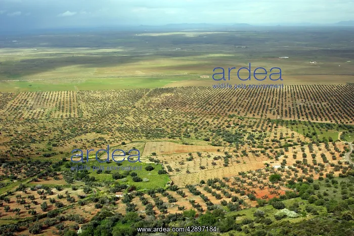 : Dehesa landscape with Olive Groves and Oak Trees : Dehesa landscape with Olive Groves and Oak Trees