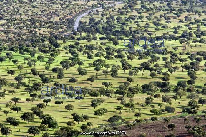 : Dehesa Landscape - view from Sierra de San Pedro : Dehesa Landscape - view from Sierra de San Pedro