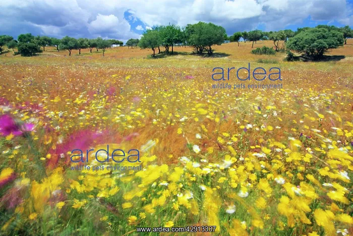: Dehesa Landscape - wild flowers : Dehesa Landscape - wild flowers