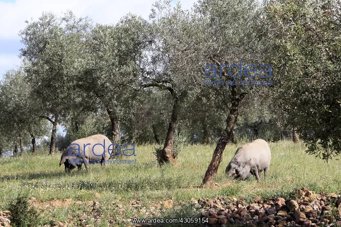 : Dehesa with pigs pata negra in Extremadura Spain : Dehesa with pigs pata negra in Extremadura Spain