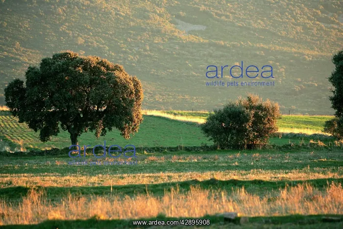 : Dehesa - a wooded meadow which is communal property : Dehesa - a wooded meadow which is communal property