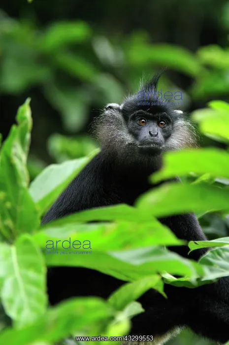 : Delacour's Langur / Delacour's Lutung Cuc Phuong : Delacour's Langur / Delacour's Lutung Cuc Phuong