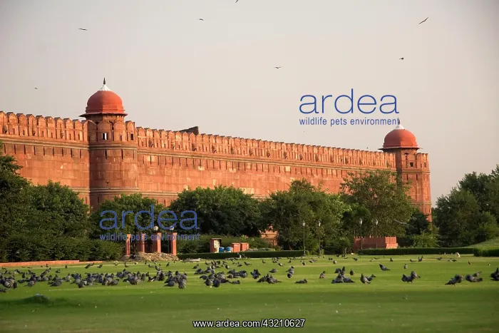 : Delhi, India. Delhi's Red Fort at sunset : Delhi, India. Delhi's Red Fort at sunset