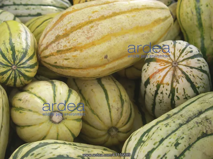 : Delicata Squash : Delicata Squash