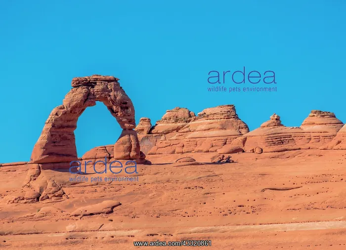 : Delicate Arch, Arches National Park, Moab, Utah : Delicate Arch, Arches National Park, Moab, Utah