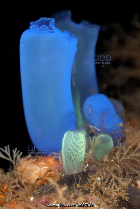 : Delicate Blue Sea Squirt - during night dive : Delicate Blue Sea Squirt - during night dive
