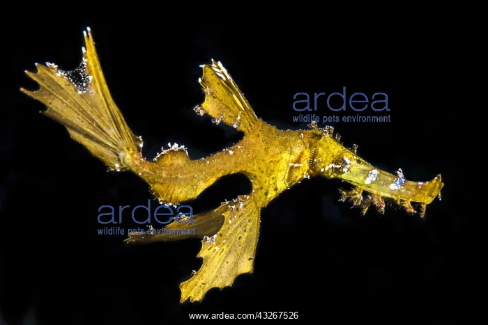 : Delicate Ghost Pipefish (Solenostomus leptosomus) : Delicate Ghost Pipefish (Solenostomus leptosomus)