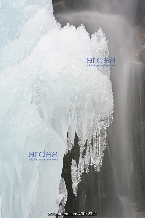 : Delicate Ice formation formed by a waterfall : Delicate Ice formation formed by a waterfall