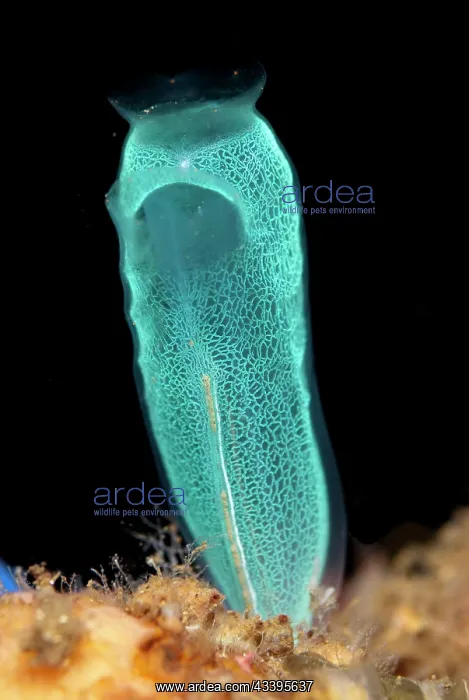 : Delicate Sea Squirt : Delicate Sea Squirt