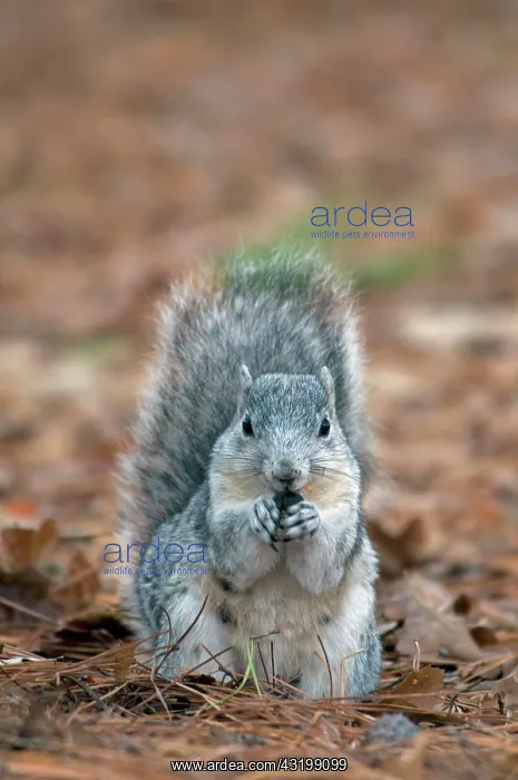 : Delmarva Fox Squirrel (Sciurus niger cinereus) : Delmarva Fox Squirrel (Sciurus niger cinereus)