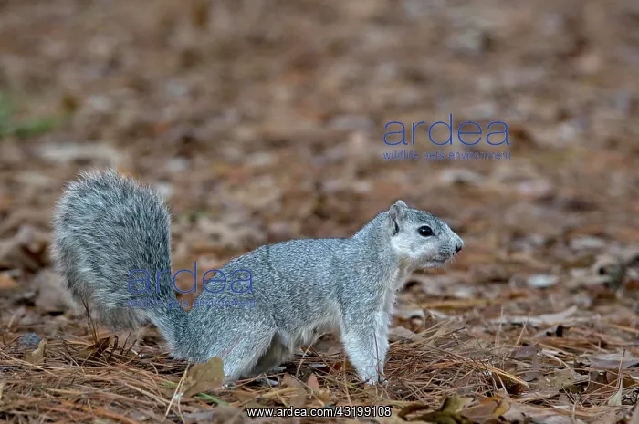 : Delmarva Fox Squirrel (Sciurus niger cinereus) endangered : Delmarva Fox Squirrel (Sciurus niger cinereus) endangered