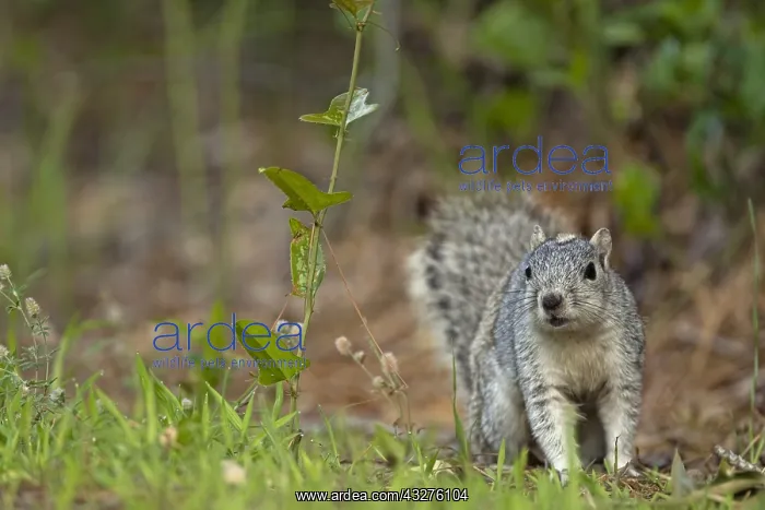 : Delmarva Peninsula Fox Squirrel (Sciurus niger : Delmarva Peninsula Fox Squirrel (Sciurus niger