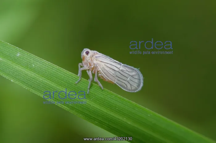 : Delphacid Planthopper on leaf - Saba, Bali, Indonesia : Delphacid Planthopper on leaf - Saba, Bali, Indonesia