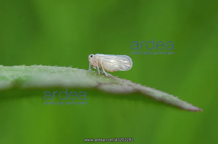  : Delphacid Planthopper on leaf - Saba, Bali, Indonesia